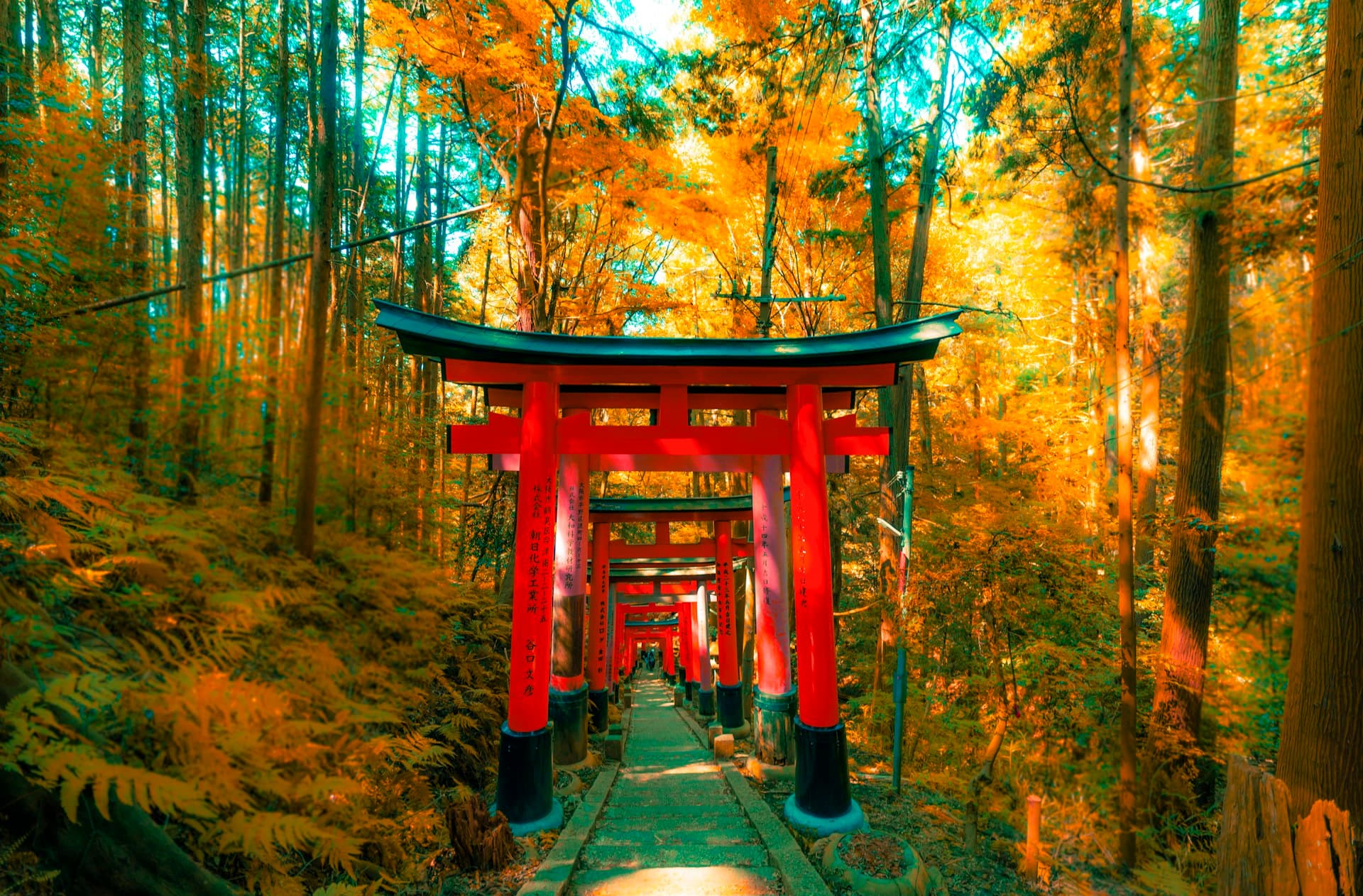 紅葉に包まれる伏見稲荷大社の朱色の鳥居 (※イメージ写真)