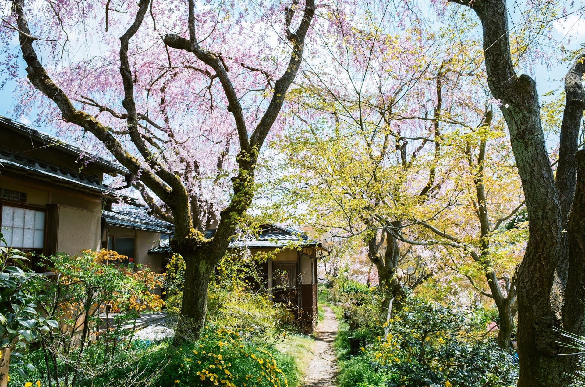 枝垂れ桜の咲く庭と京町家の佇まい (※イメージ写真)