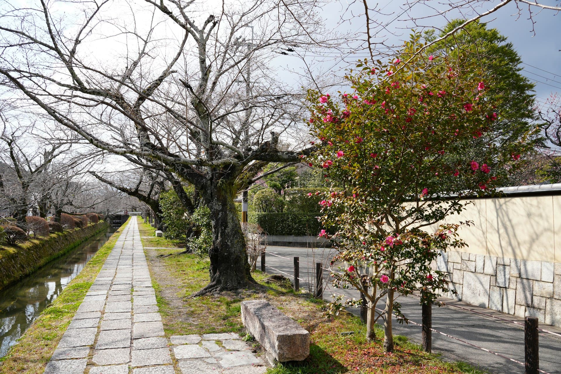 桜の木と椿が彩る京都の石畳の散歩道 (※イメージ写真)