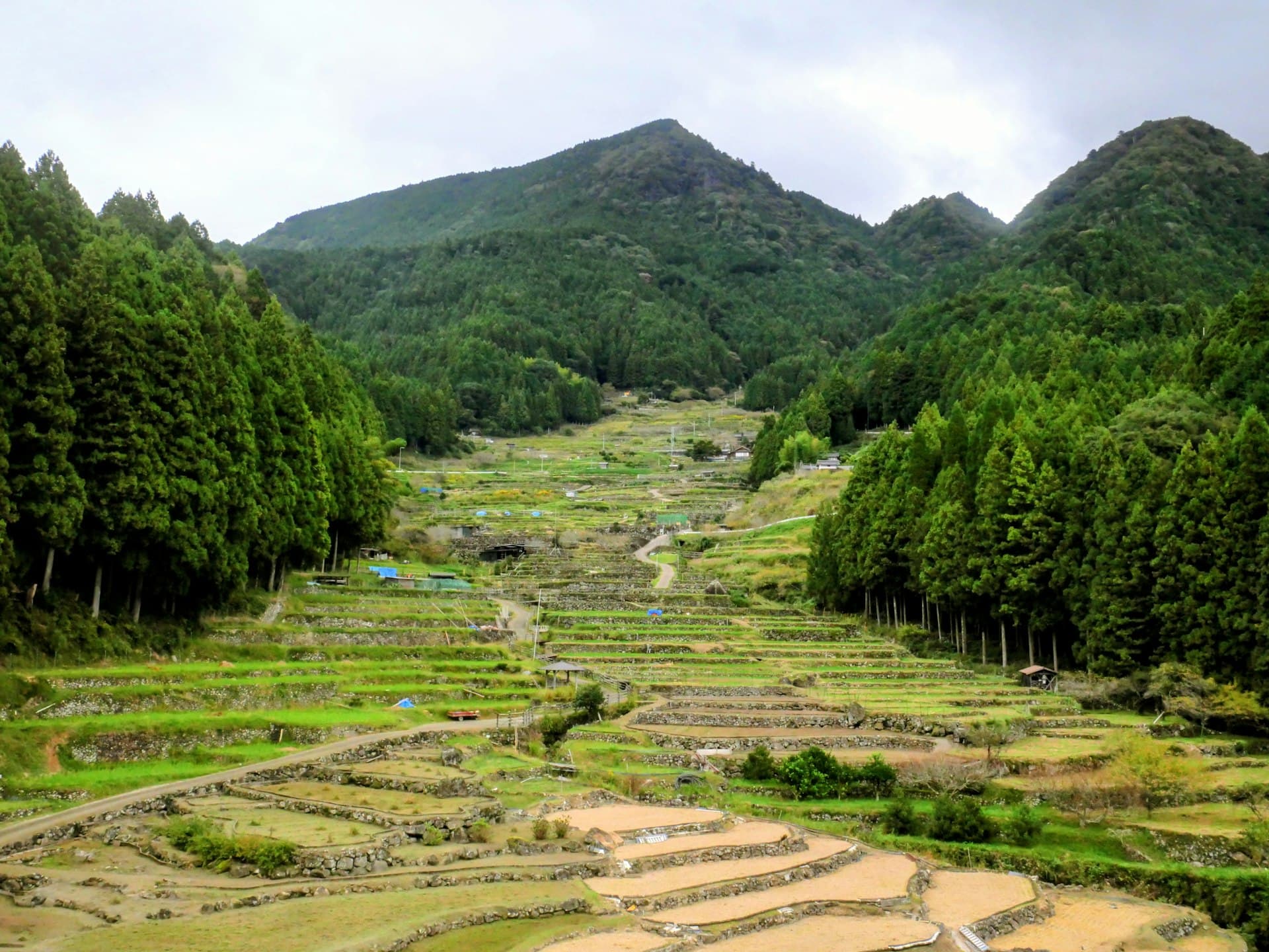 杉林に囲まれた山あいの棚田の風景 (※イメージ写真)